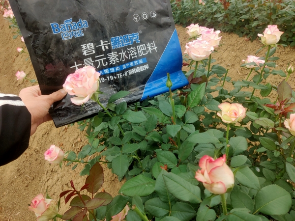 土壤板結(jié)用什么肥料好 土壤板結(jié)用什么肥料好
