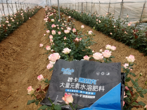 土壤板結(jié)用什么肥料好 土壤板結(jié)用什么肥料好